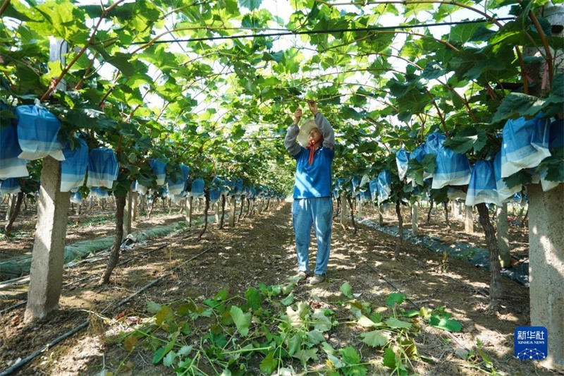 Jiangsu : les raisins sont m?rs à Jingjiang