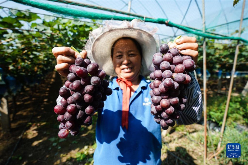 Jiangsu : les raisins sont m?rs à Jingjiang