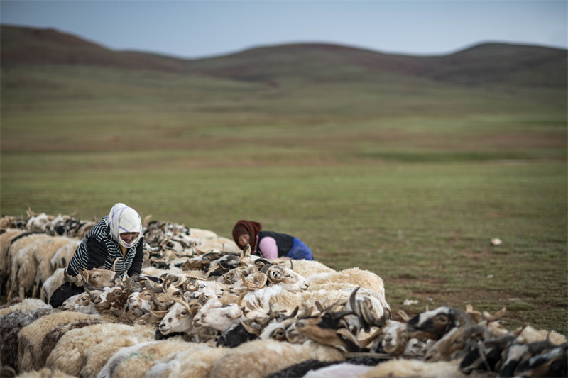 Tibet : la saison de la traite des brebis a commencé