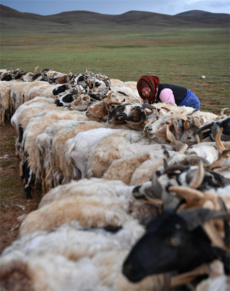 Tibet : la saison de la traite des brebis a commencé