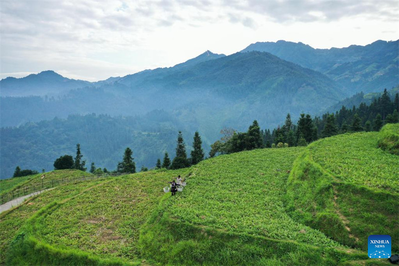 Guizhou : la vente de pastèques augmente les revenus des villageois du comté de Rongjiang