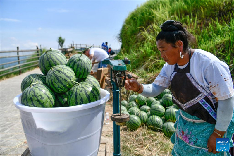 Guizhou : la vente de pastèques augmente les revenus des villageois du comté de Rongjiang