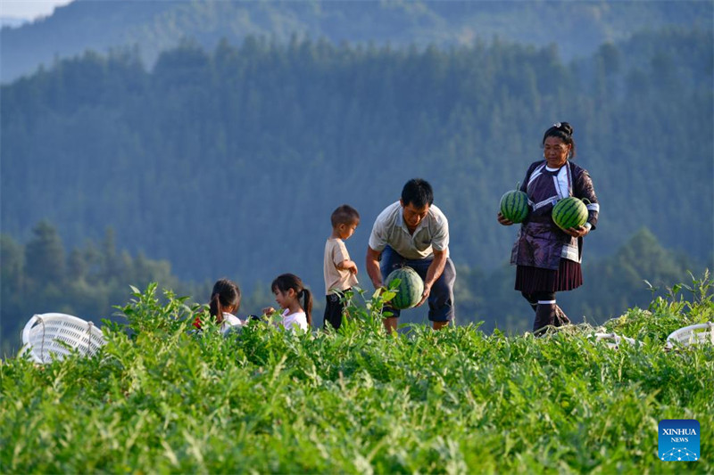 Guizhou : la vente de pastèques augmente les revenus des villageois du comté de Rongjiang