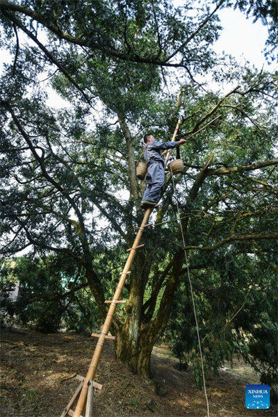 Zhejiang : la vieille communauté de torreya chinois de Kuaijishan