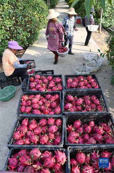 Les fruits de l'été, douceur de la récolte