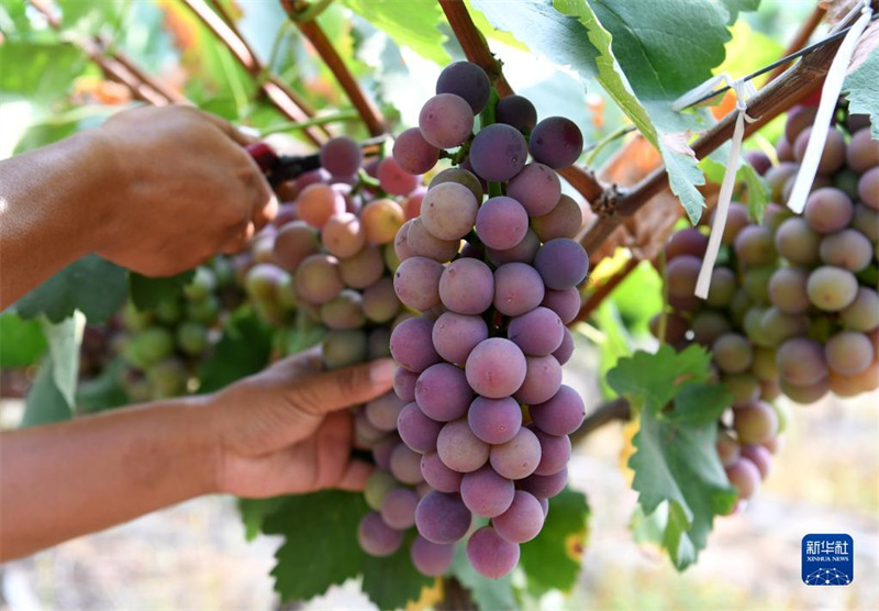 Les fruits de l'été, douceur de la récolte