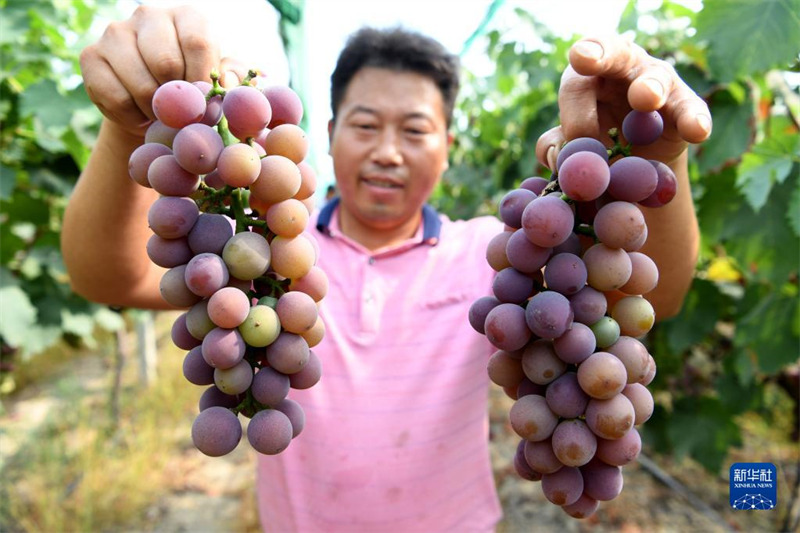 Les fruits de l'été, douceur de la récolte