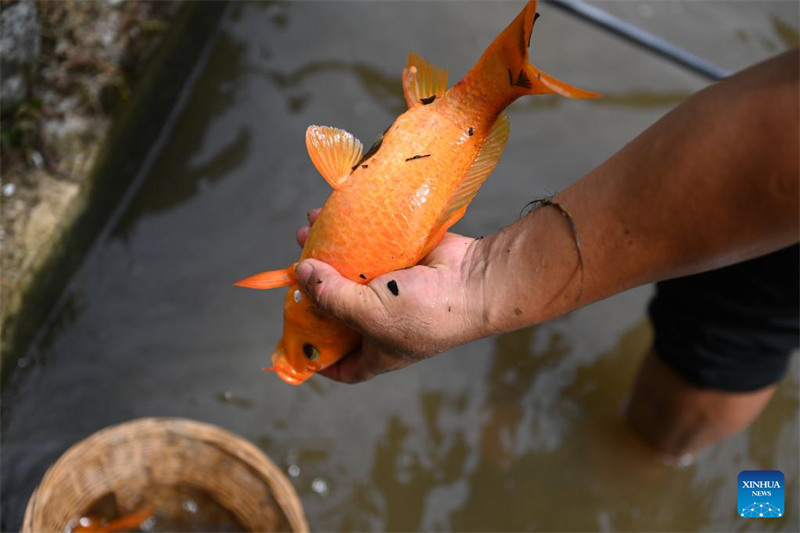 Le système de co-culture riz-poisson dans la province du Zhejiang