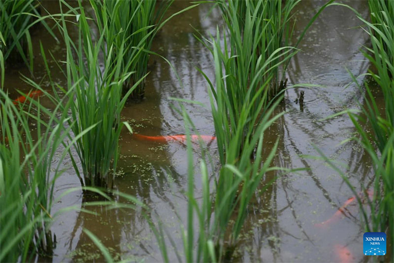 Le système de co-culture riz-poisson dans la province du Zhejiang