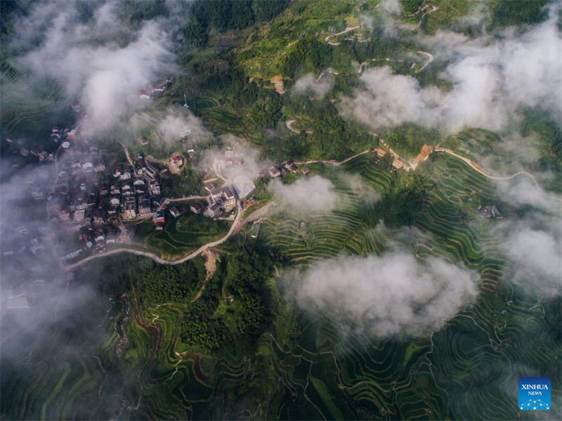 Le système de co-culture riz-poisson dans la province du Zhejiang