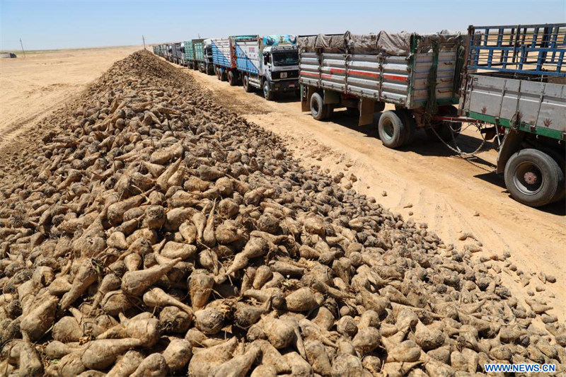 Egypte : des oasis dans le désert de Minya grace aux puits forés par une société chinoise