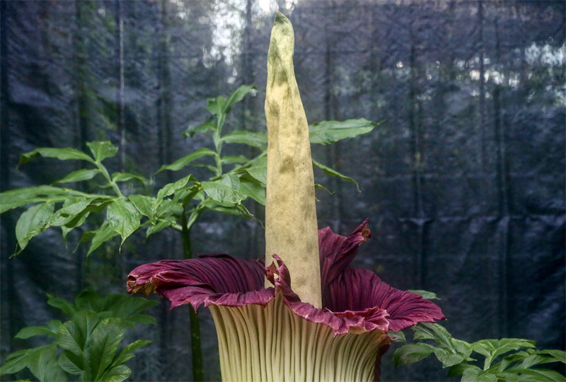 Une plante rare et menacée en fleur : le Jardin botanique national organise la ? Nuit de l'arum titan ?