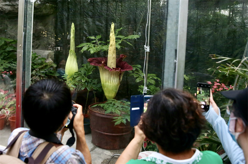 Une plante rare et menacée en fleur : le Jardin botanique national organise la ? Nuit de l'arum titan ?