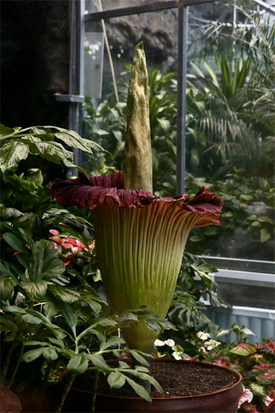 Une plante rare et menacée en fleur : le Jardin botanique national organise la ? Nuit de l'arum titan ?