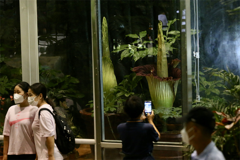 Une plante rare et menacée en fleur : le Jardin botanique national organise la ? Nuit de l'arum titan ?