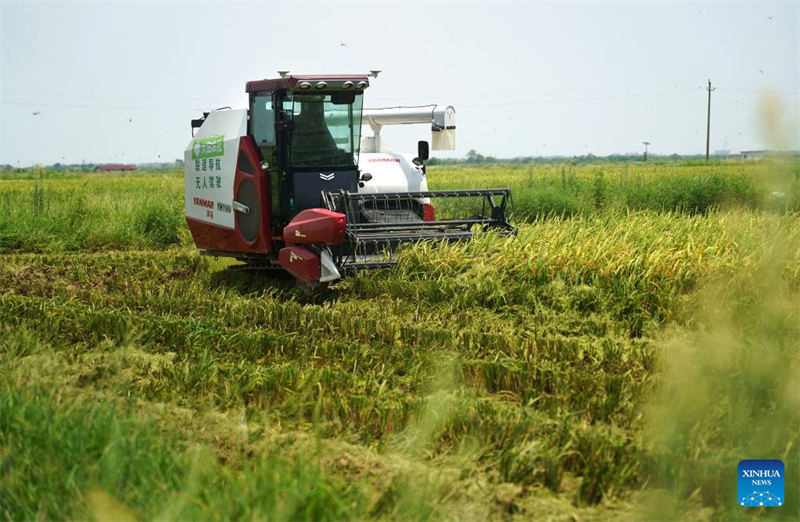 Jiangxi : mise en service de moissonneuses autonomes pour accro?tre la productivité