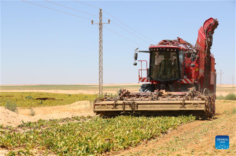 Comment une entreprise chinoise de forage de puits aide à transformer le désert égyptien en terres agricoles vertes