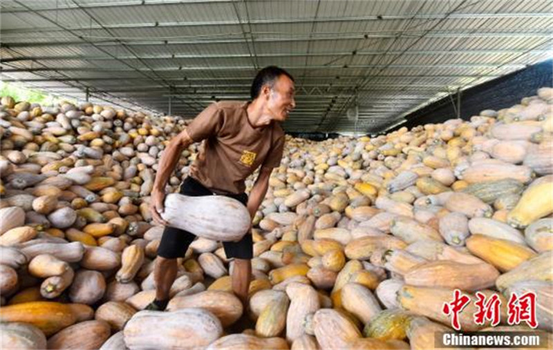 Chongqing : une riche moisson de citrouilles