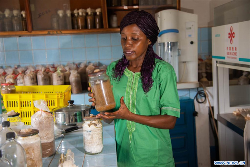 La technologie chinoise Juncao apporte de l'espoir aux producteurs de champignons en RCA