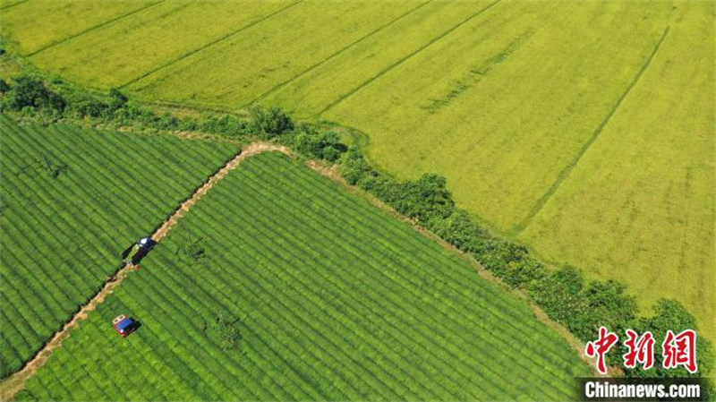 Jiangxi : des machines cueillent le thé en été dans un jardin de thé écologique