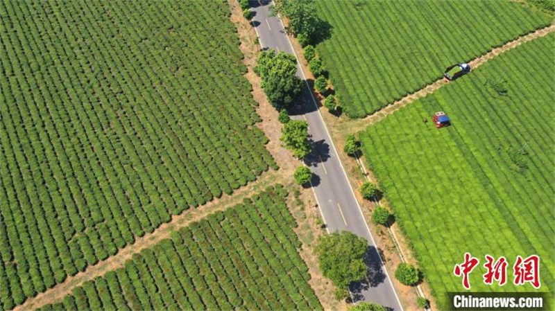 Jiangxi : des machines cueillent le thé en été dans un jardin de thé écologique