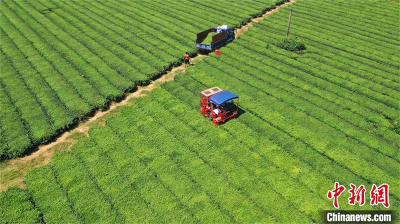 Jiangxi : des machines cueillent le thé en été dans un jardin de thé écologique