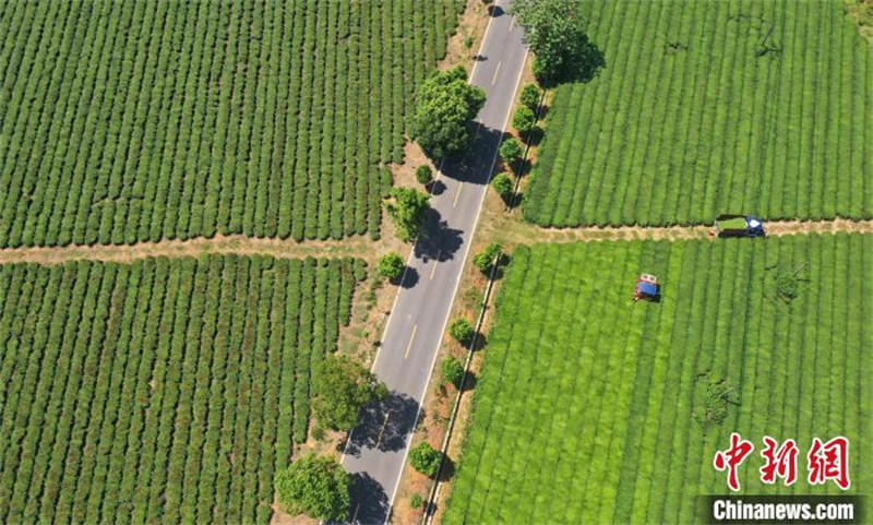 Jiangxi : des machines cueillent le thé en été dans un jardin de thé écologique