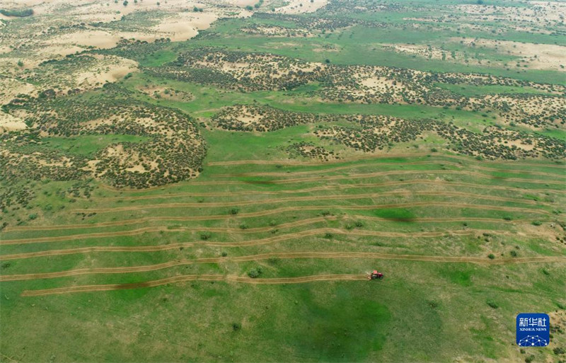 Mongolie intérieure : verdir les terres désertifiées pour restaurer l'environnement