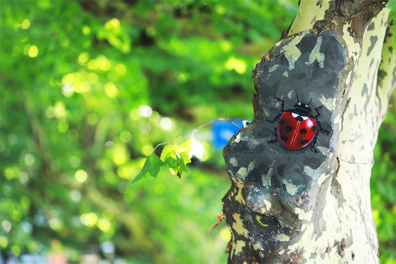 Jiangxi : des animaux 3D ? dans des arbres ?, une nouvelle mesure de conservation des arbres à Jiujiang