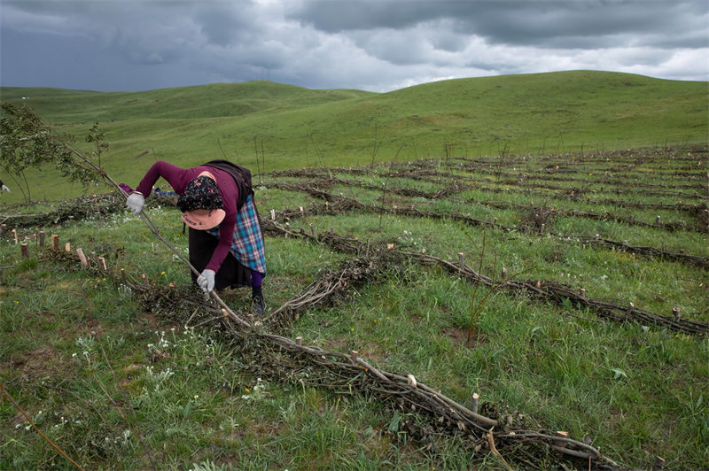 Sichuan : la lutte contre la dégradation et la désertification des prairies