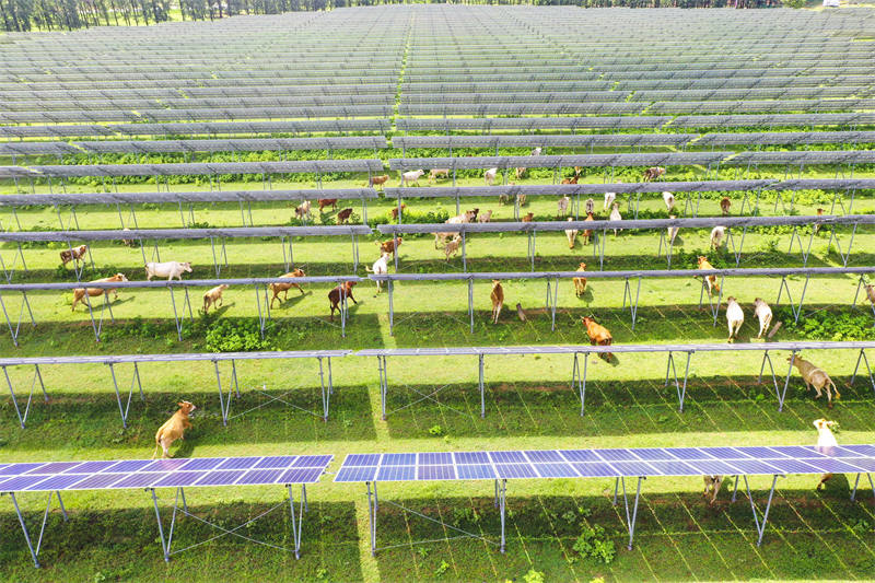 Henan : le projet ? agriculture + soleil ? permet de doubler les revenus de la production d'électricité et de l'élevage de bétail à Zhengyang