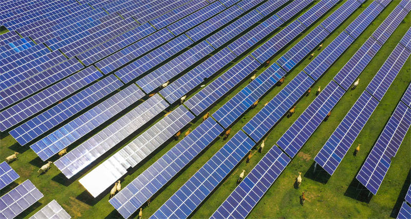 Henan : le projet ? agriculture + soleil ? permet de doubler les revenus de la production d'électricité et de l'élevage de bétail à Zhengyang