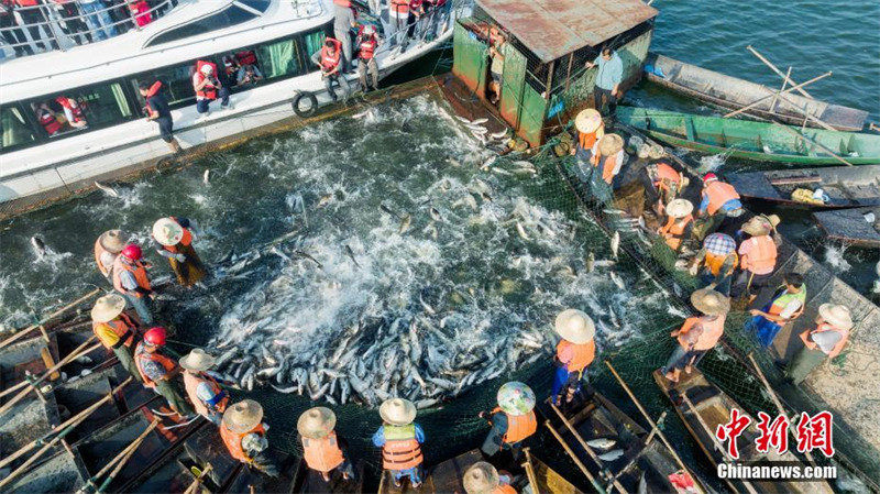 Jiangxi : la ? pêche au grand filet ? dans le lac de la Fée de Xinyu