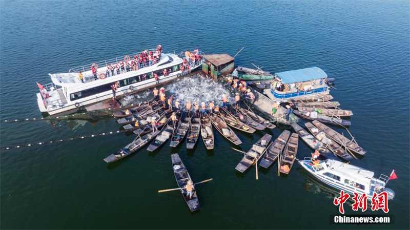 Jiangxi : la ? pêche au grand filet ? dans le lac de la Fée de Xinyu