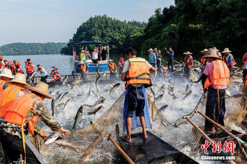 Jiangxi : la ? pêche au grand filet ? dans le lac de la Fée de Xinyu