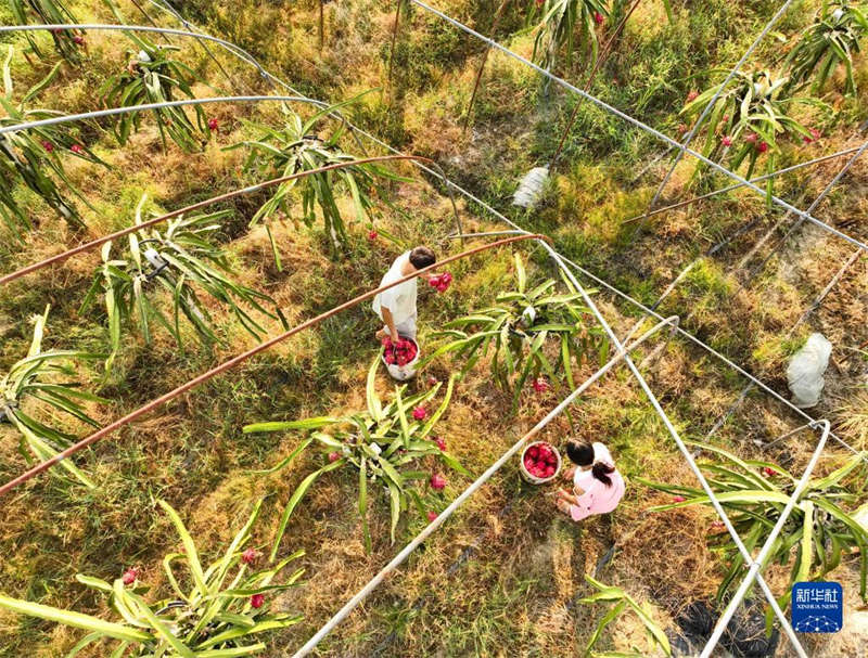 Hunan : la culture des arbres fruitiers spéciaux aide les agriculteurs du comté de Dao à s'enrichir