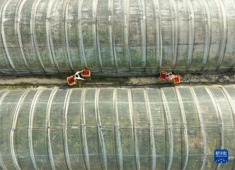 Hunan : la culture des arbres fruitiers spéciaux aide les agriculteurs du comté de Dao à s'enrichir