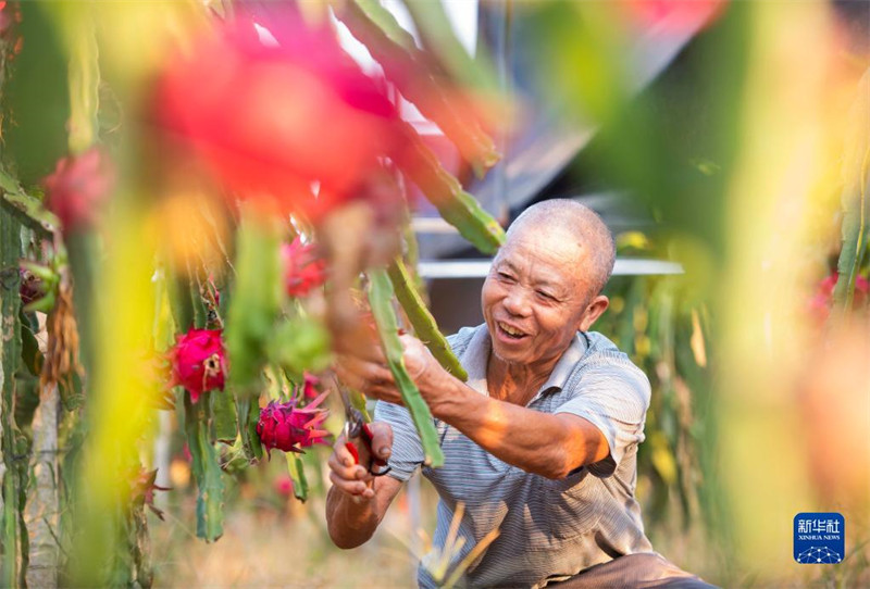 Hunan : la culture des arbres fruitiers spéciaux aide les agriculteurs du comté de Dao à s'enrichir