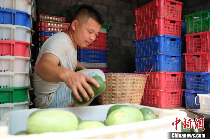 Guangxi : les mini-courges cireuses sont exportées vers les pays de l'ASEAN