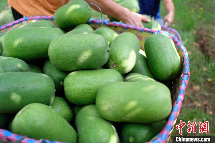 Guangxi : les mini-courges cireuses sont exportées vers les pays de l'ASEAN