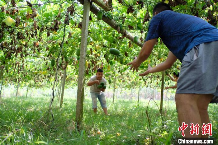 Guangxi : les mini-courges cireuses sont exportées vers les pays de l'ASEAN