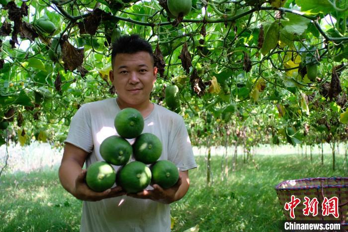 Guangxi : les mini-courges cireuses sont exportées vers les pays de l'ASEAN