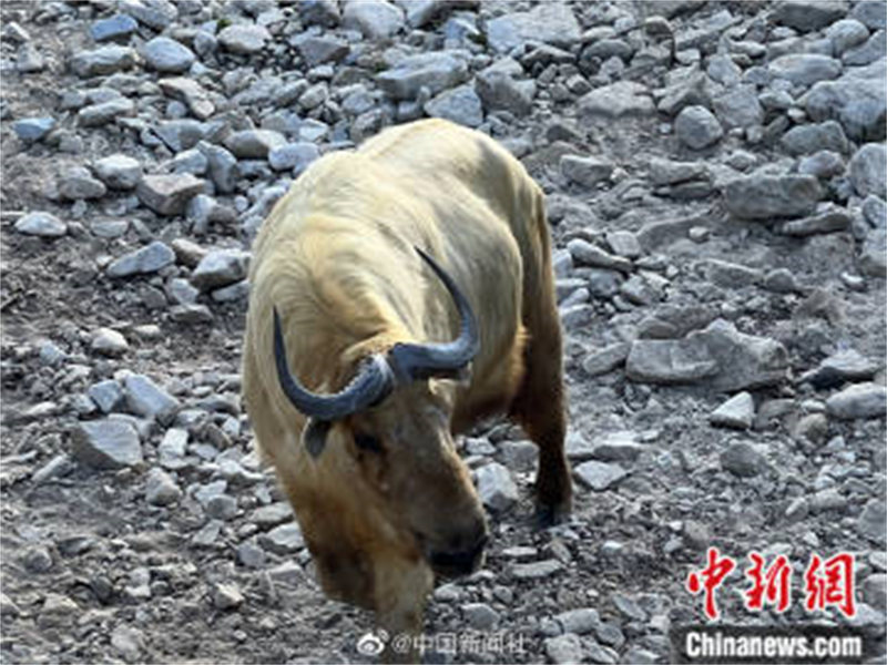 Shaanxi : les ? quatre trésors des monts Qinling ? passent des vacances d'été tranquilles à Hanzhong