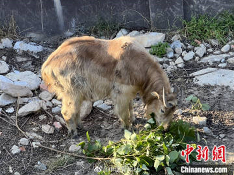 Shaanxi : les ? quatre trésors des monts Qinling ? passent des vacances d'été tranquilles à Hanzhong