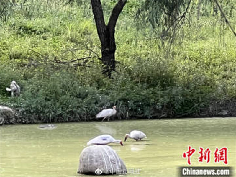 Shaanxi : les ? quatre trésors des monts Qinling ? passent des vacances d'été tranquilles à Hanzhong