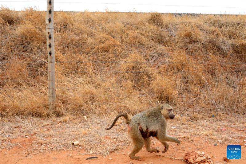 Le SGR Mombasa-Nairobi construit par la Chine au Kenya contribue à la sensibilisation à l'environnement