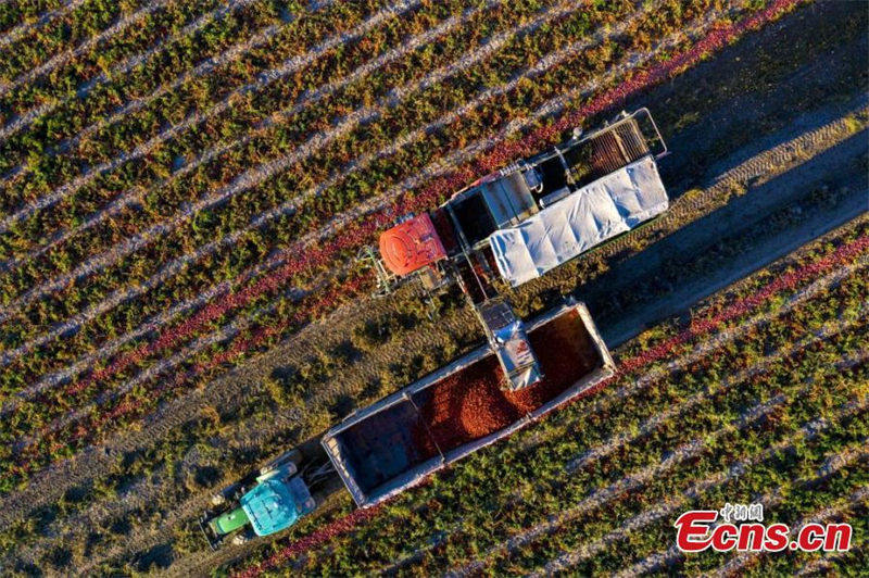 Xinjiang : la récolte des tomates a commencé