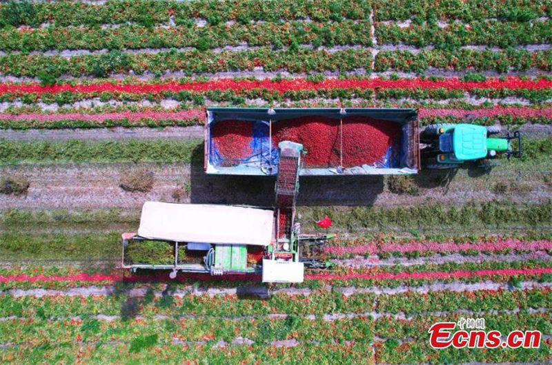 Xinjiang : la récolte des tomates a commencé