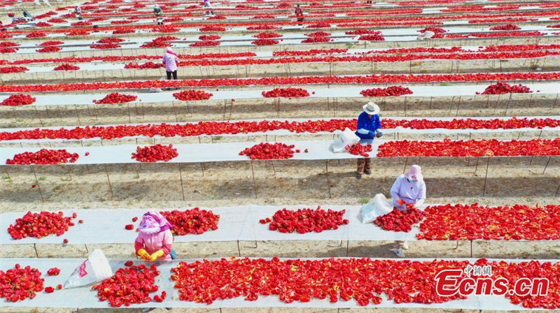 La récolte des piments rouges bat son plein au Xinjiang