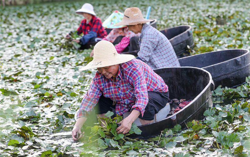 La cueillette des chataignes d'eau bat son plein dans le Zhejiang 